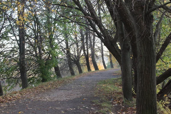 Sonbahar Park Yollarında Çok Renkli Çok Güzel Zaman Yürümek Güzel — Stok fotoğraf