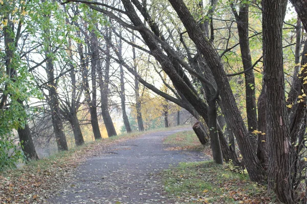 Sonbahar Park Yollarında Çok Renkli Çok Güzel Zaman Yürümek Güzel — Stok fotoğraf