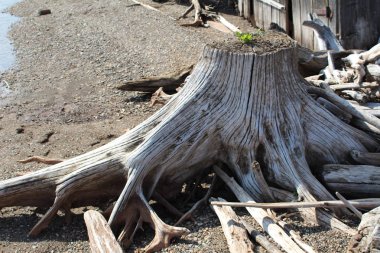 filiz güdük üzerinde / fotoğraf, dalgaların karaya attığı odun. Eski güdük filiz yeşil ağaçlar büyüdü. Bu güdük kırık dal banka Nehri üzerinde yer almaktadır.
