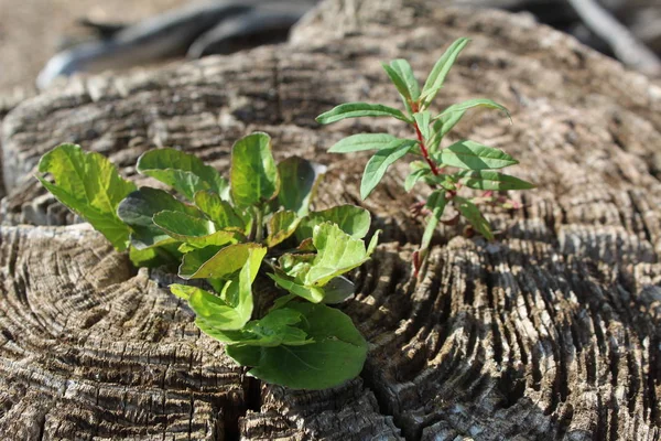 filiz güdük üzerinde / fotoğraf, dalgaların karaya attığı odun. Eski güdük filiz yeşil ağaçlar büyüdü.