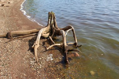 nehir banka açma / fotoğraf snags kökleri Nehri üzerinde Bank.Place Perm bölgesi aliyor. Nehir Inva.Time yıl yaz. Dalgaların karaya attığı odun suya yakın güzel manzara.