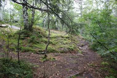 Orman ve dağ taş Peyzaj fotoğraf / fotoğraf Ural Dağları'nın güzel manzara. Taş dağ orman ve farklı boyutlarda taşlar: büyük ve küçük. Yolları vardır. Yolcuları sık sık bu yerleri ziyaret. Russ yazında fotoğraf