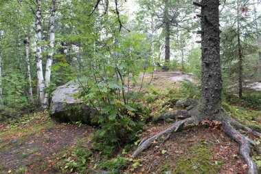 Orman ve dağ taş Peyzaj fotoğraf / fotoğraf Ural Dağları'nın güzel manzara. Taş dağ orman ve farklı boyutlarda taşlar: büyük ve küçük. Yolları vardır. Yolcuları sık sık bu yerleri ziyaret. Russ yazında fotoğraf