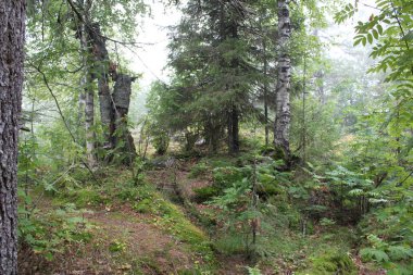 Orman ve dağ taş Peyzaj fotoğraf / fotoğraf Ural Dağları'nın güzel manzara. Taş dağ orman ve farklı boyutlarda taşlar: büyük ve küçük. Yolları vardır. Yolcuları sık sık bu yerleri ziyaret. Russ yazında fotoğraf