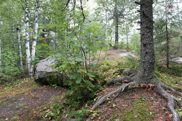 Photo Paysage Forêt Pierres Sur Montagne Photo Beau Paysage Des — Photo