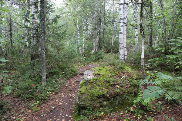 Foto Landschaft Von Wald Und Steinen Auf Dem Berg Foto — Stockfoto