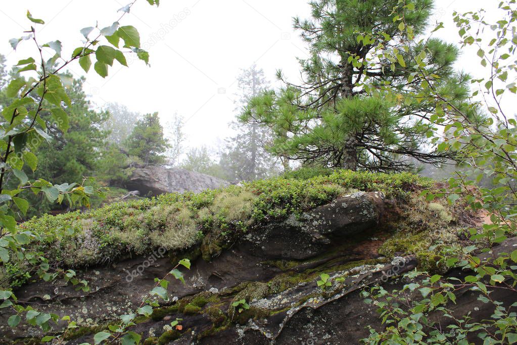 photo landscape of forest and stones on the mountain / Photo beautiful landscape of the Ural mountains.On the Stone mountain forest and stones of different sizes: large and small.There are paths.Travelers often visit these places.Photo summer in Russ