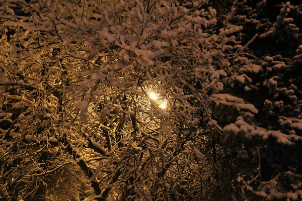 Russia He에서 지상에 나무는 차가운 공원에서 등불의 아래에서 저녁에는 답습니다 — 스톡 사진