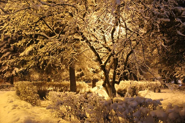 写真の風景雪に覆われた冬の夜 Russia に雪がたくさんある冬は地面に置くし 木がふわふわと冷たい 夕方に公園に提灯の光の下では非常に美しい — ストック写真
