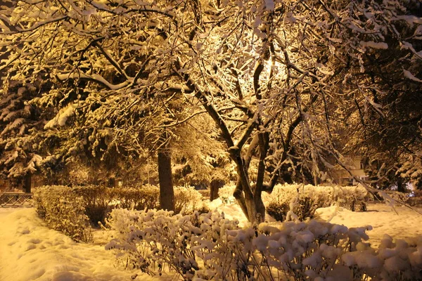 photo landscape snowy winter evening / Winter there is a lot of snow in Russia.He lay on the ground and the trees are fluffy and cold.In the evening under the light of lanterns in the Park is very beautiful.