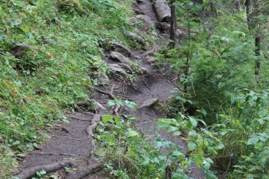 Rusya'da Urals orman yolundaki / fotoğraf yolları Perm bölgesi yaylalarında Russia.Forest Urallar ormanında. Yol ağaçlar kökleri tarafından geçti. Zaman yıl yaz.