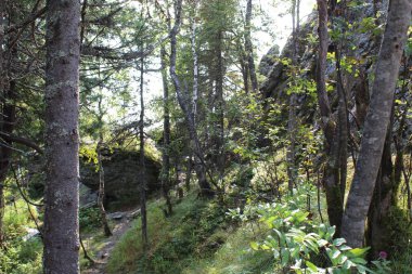 dağ yolu ormandaki / fotoğraf yollar dağlarda ormanıyla kaplı. Güzel, çok iyi bir iz Perm Krayı, Russia.For yürüyüşçü yerleştirir. Üzerlerine yürüyen bir zevktir. Doğa inanılmaz bir manzara oluşturdu. Zaman yıl yaz. Gün.