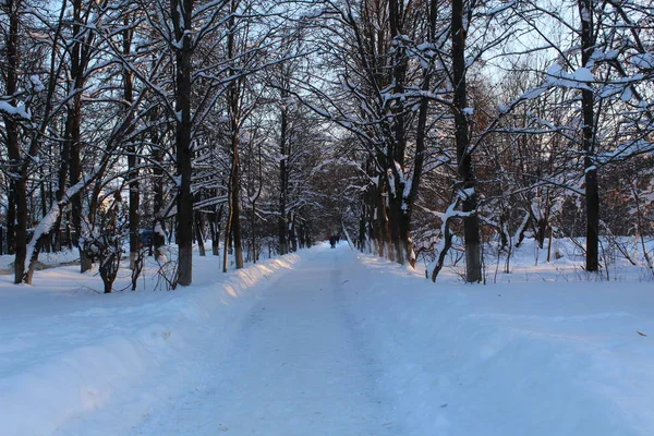 Strada Innevata Nella Foresta Invernale Foto Della Strada Tra Gli — Foto Stock