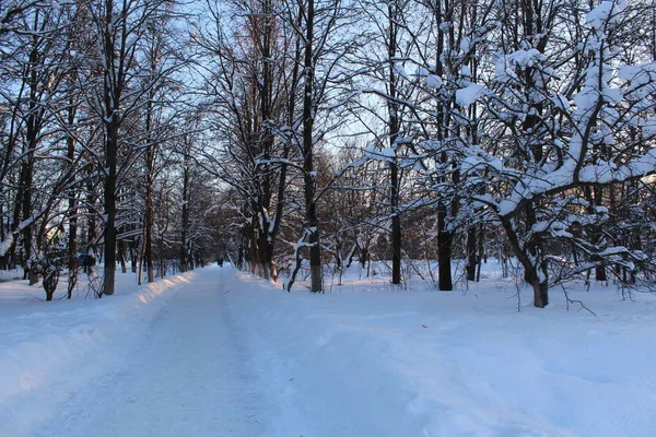 冬の森の雪路 白い雪の Russia 多くの雪に覆われた冬の木の中で道路の写真があります 方法をオフにします 周りの木 一日一日の時間 散歩の素晴らしい時間の 美しい風景 — ストック写真