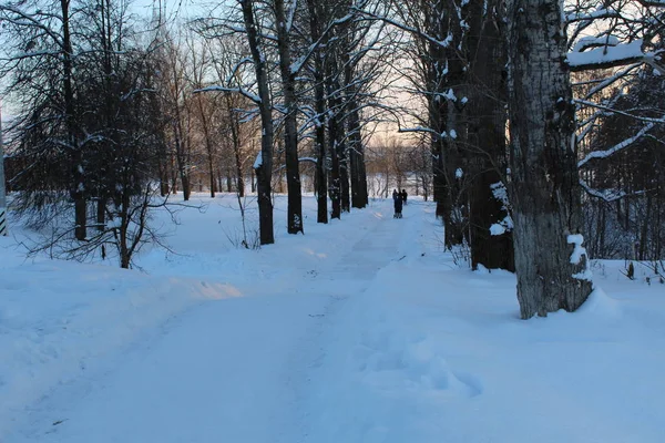 Strada Innevata Nella Foresta Invernale Foto Della Strada Tra Gli — Foto Stock