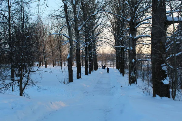 Strada Innevata Nella Foresta Invernale Foto Della Strada Tra Gli — Foto Stock