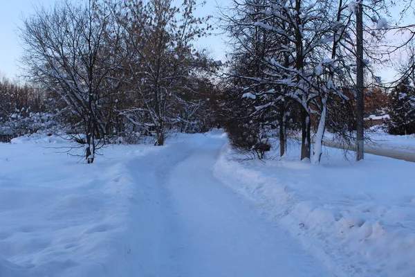 冬の森の雪路 白い雪の Russia 多くの雪に覆われた冬の木の中で道路の写真があります 方法をオフにします 周りの木 一日一日の時間 散歩の素晴らしい時間の 美しい風景 — ストック写真