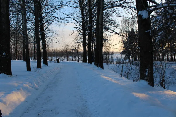 Strada Innevata Nella Foresta Invernale Foto Della Strada Tra Gli — Foto Stock