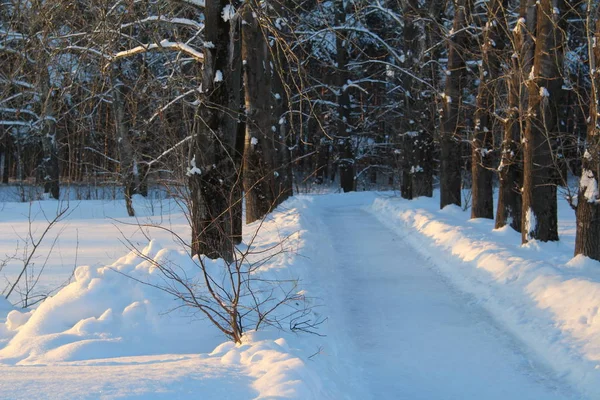 Strada Innevata Nella Foresta Invernale Foto Della Strada Tra Gli — Foto Stock