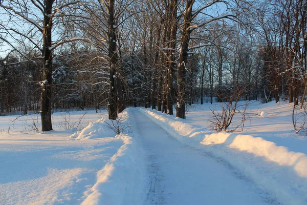snow road in the winter forest / Photo of the road among the trees in the snowy winter in Russia.A lot of white snow lies.Clear the way.Around trees.Time of day day.Great time for a walk.Beautiful scenery.