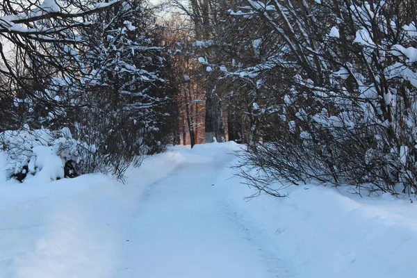 Strada Innevata Nella Foresta Invernale Foto Della Strada Tra Gli — Foto Stock