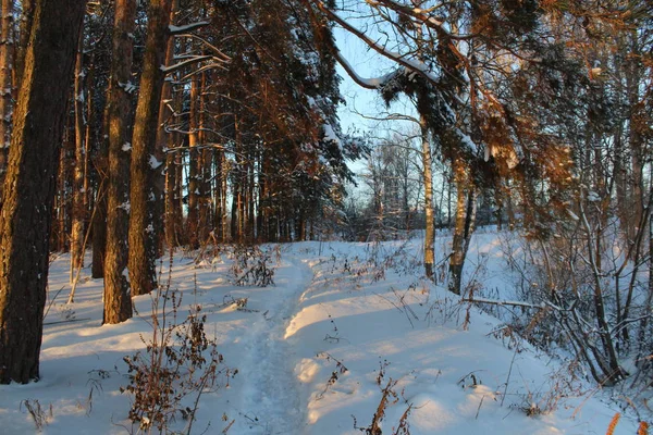 Foto Winterpfad Winterwald Russland Gibt Winter Viel Weißen Schneefall Den — Stockfoto
