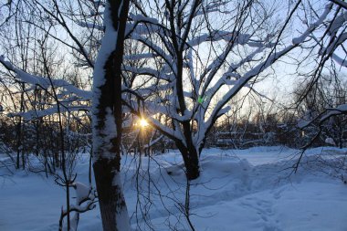 Manzara kış orman. / Rusya soğuk kışlar vardır. Bir sürü kar buz gibi ormanda. Güzel kış manzaraları içinde onların Güzellik çarpıcı. Kolay güneş ağaçların altın yaldız görünür