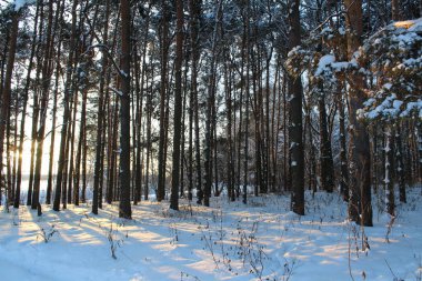 Manzara kış orman. / Rusya soğuk kışlar vardır. Bir sürü kar buz gibi ormanda. Güzel kış manzaraları içinde onların Güzellik çarpıcı. Kolay güneş ağaçların altın yaldız görünür .