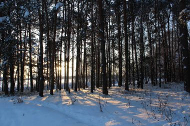 Manzara kış orman. / Rusya soğuk kışlar vardır. Bir sürü kar buz gibi ormanda. Güzel kış manzaraları içinde onların Güzellik çarpıcı. Kolay güneş ağaçların altın yaldız görünür .