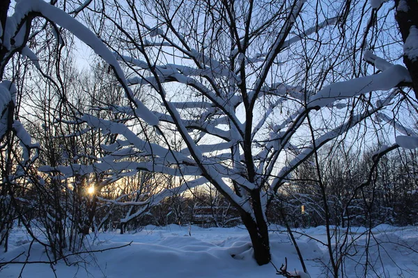 Paisagem Floresta Inverno Rússia Tem Invernos Frios Muita Neve Floresta — Fotografia de Stock