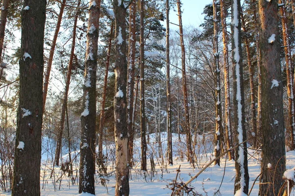 Manzara kış orman. / Rusya soğuk kışlar vardır. Bir sürü kar buz gibi ormanda. Güzel kış manzaraları içinde onların Güzellik çarpıcı. Kolay güneş ağaçların altın yaldız görünür .
