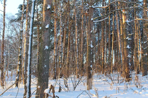 Paisagem Floresta Inverno Rússia Tem Invernos Frios Muita Neve Floresta — Fotografia de Stock