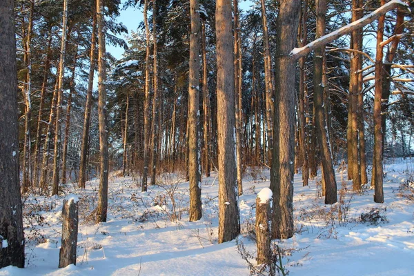 Landskap Vinter Skogen Ryssland Har Kalla Vintrar Mycket Snö Skogen — Stockfoto