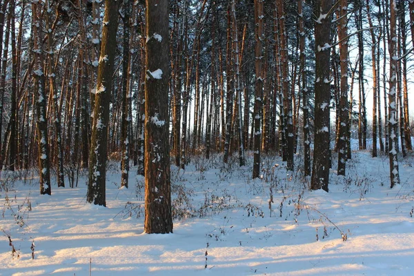 Landskap Vinter Skogen Ryssland Har Kalla Vintrar Mycket Snö Skogen — Stockfoto