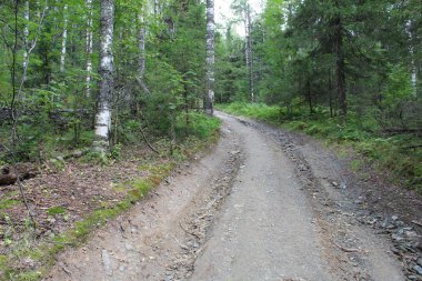 yolun ormana Ural bölgesi / güzel Ural bölgesindeki dağlık bölgelerde ormanlar. Seyahat arabayla ve yaya toprak yollar vardır. Fotoğraf yolu yaz, gün.