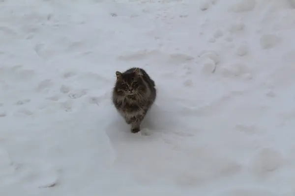 Katze Schnee Fotos Von Der Grauen Katzensaison Ist Winter Katze — Stockfoto