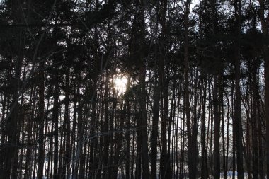 Ağaçlar üzerinde soğuk, güneşli bir gün. karlı kış / fotoğraf ağaçlar manzara soğuk, karlı kış ile. Ağaçların arasından güneş parlar. Güzel doğa.