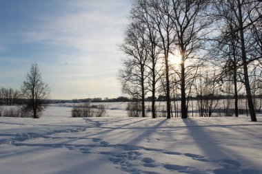 Ağaçlar üzerinde soğuk, güneşli bir gün. karlı kış / fotoğraf ağaçlar manzara soğuk, karlı kış ile. Ağaçların arasından güneş parlar. Güzel doğa. Bol karlı.