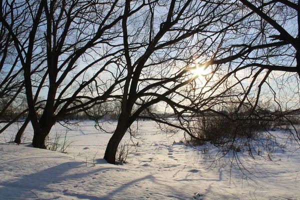 在寒冷的阳光明媚的日子里 树木在冬天下雪 阳光照在树上 美丽的大自然 大量的雪 — 图库照片