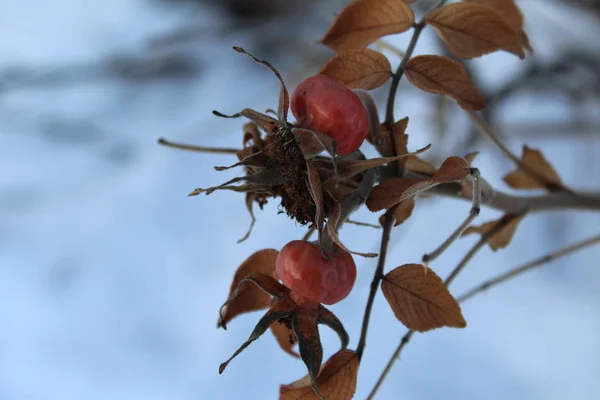 冬天用玫瑰臀部的分店 在植物的枝条上 红色的果实依然存在 分枝具刺刺 叶子是枯萎和棕色 玫瑰果水果富含维生素 特写照片 — 图库照片