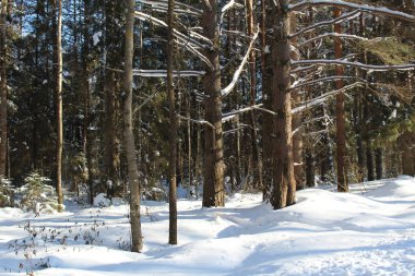 Kış karla kaplı orman. peyzaj / Rusya soğuk kışlar vardır. Bir sürü kar buz gibi ormanda. Güzel kış manzaraları içinde onların Güzellik çarpıcı. Kolay güneş ağaçların altın yaldız görünür .