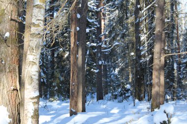 Kış karla kaplı orman. peyzaj / Rusya soğuk kışlar vardır. Bir sürü kar buz gibi ormanda. Güzel kış manzaraları içinde onların Güzellik çarpıcı. Kolay güneş ağaçların altın yaldız görünür .