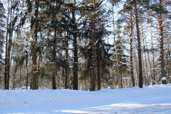 Landskap Vintern Snötäckta Skogen Ryssland Har Kalla Vintrar Mycket Snö — Stockfoto