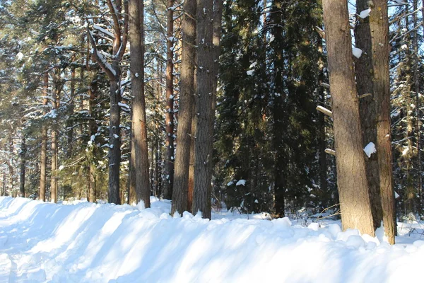 Landskap Vintern Snötäckta Skogen Ryssland Har Kalla Vintrar Mycket Snö — Stockfoto