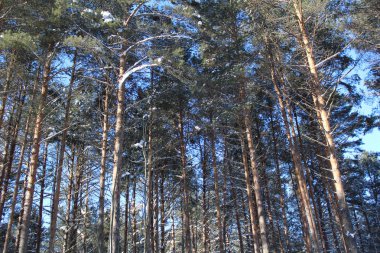 Ağaçlar üzerinde soğuk, güneşli bir gün. karlı kış / fotoğraf ağaçlar manzara soğuk, karlı kış ile. Ağaçların arasından güneş parlar. Güzel doğa. Bol karlı