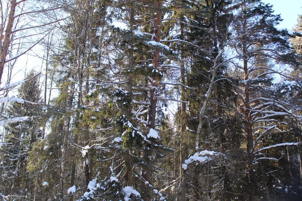 Árboles Nevados Invierno Día Frío Soleado Foto Los Árboles Paisaje — Foto de Stock