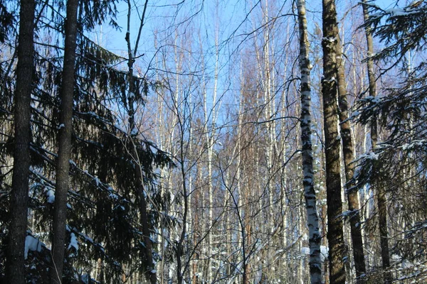 Alberi Inverno Nevoso Una Giornata Fredda Soleggiata Foto Alberi Paesaggio — Foto Stock