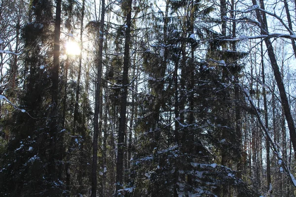 Snowy Winter Een Koude Zonnige Dag Bomen Foto Van Bomen — Stockfoto