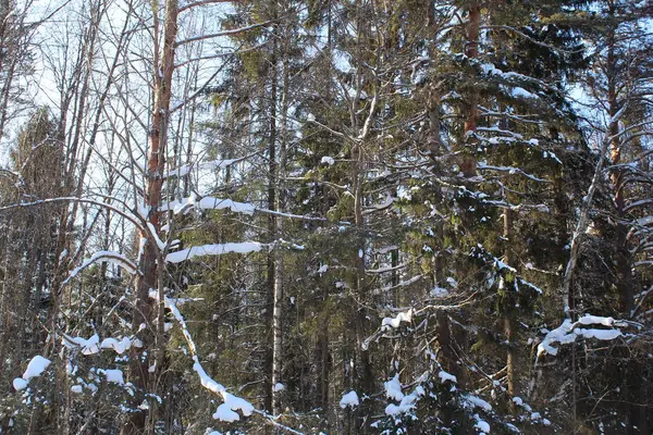 Bäume Schneebedeckter Winter Einem Kalten Sonnigen Tag Foto Von Bäumen — Stockfoto