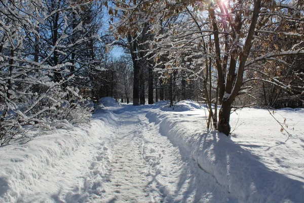 Strada Innevata Nella Foresta Invernale Foto Della Strada Sentieri Foresta — Foto Stock